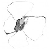 trace-n-33_small.jpg