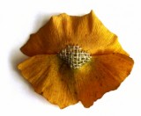 vanites-ginkgo01_small.jpg