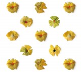 les-vanites-ginkgo_small.jpg